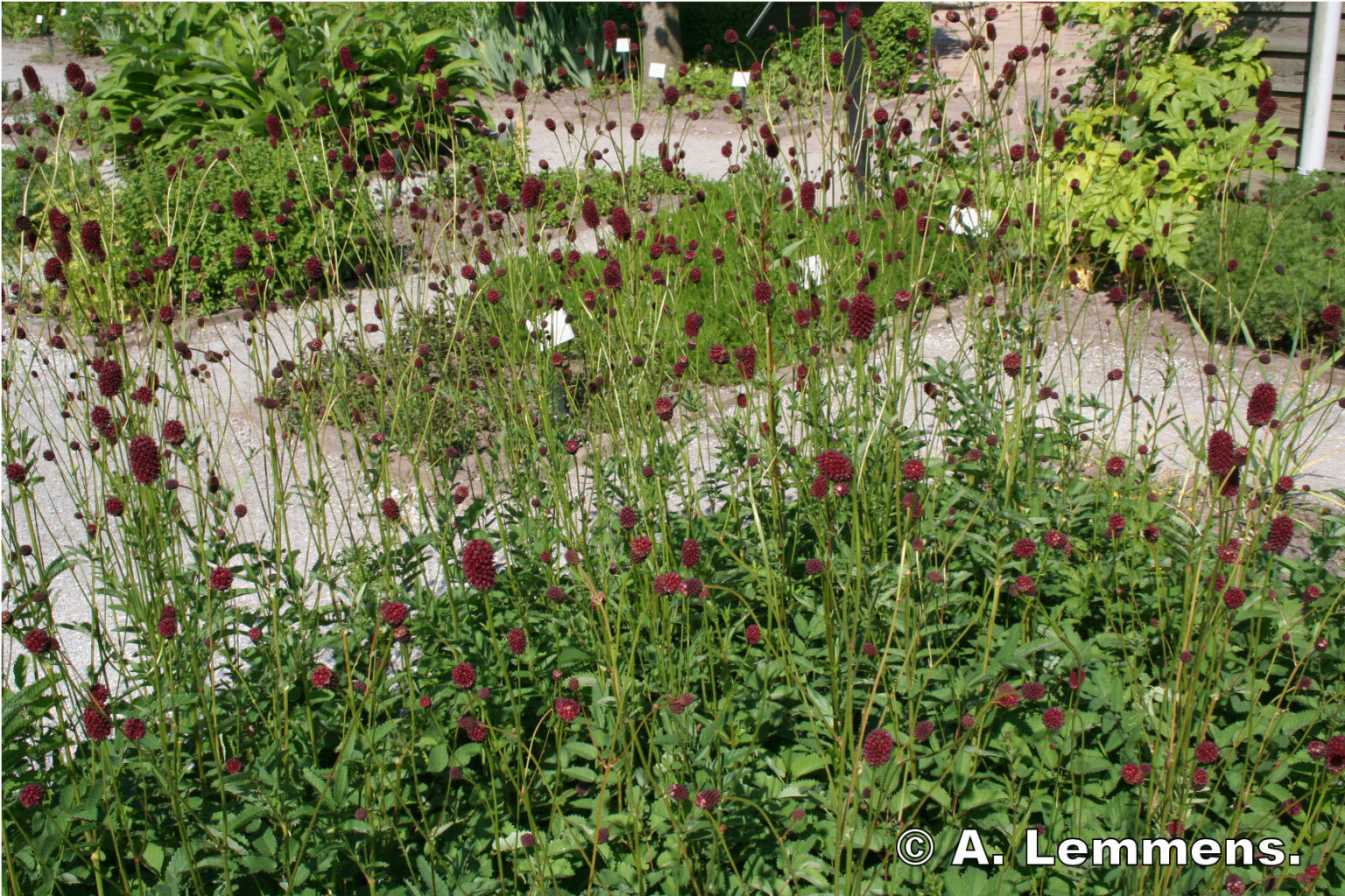 Grote Pimpernel. Werkgroep Amerikaanse Sijzen